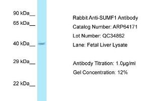 Western Blotting (WB) image for anti-Sulfatase Modifying Factor 1 (SUMF1) (C-Term) antibody (ABIN2789755) (SUMF1 抗体  (C-Term))