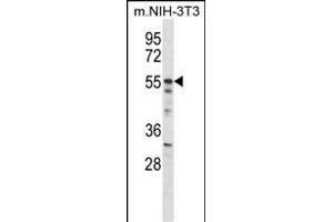 Mouse Akt2 Antibody (N-term) (ABIN657827 and ABIN2846794) western blot analysis in mouse NIH-3T3 cell line lysates (35 μg/lane). (AKT2 抗体  (N-Term))