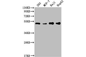 Western Blot Positive WB detected in: 293 whole cell lysate, MCF-7 whole cell lysate, Raji whole cell lysate, HepG2 whole cell lysate All lanes: PABPN1 antibody at 1:2000 Secondary Goat polyclonal to rabbit IgG at 1/50000 dilution Predicted band size: 33, 32, 38 kDa Observed band size: 50 kDa (Recombinant PABPN1 抗体)