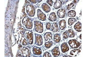 IHC-P Image MVP/LRP antibody detects MVP/LRP protein at cytosol on mouse colon by immunohistochemical analysis. (MVP 抗体)