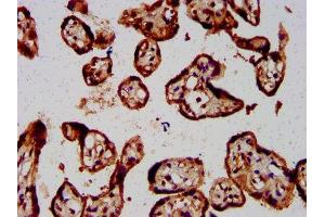 IHC image of ABIN7152986 diluted at 1:800 and staining in paraffin-embedded human placenta tissue performed on a Leica BondTM system. (FOLR1 抗体  (AA 25-234))