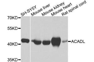 Western blot analysis of extracts of various cell lines, using ACADL antibody. (ACADL 抗体  (AA 31-210))