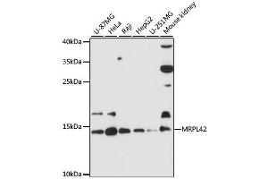 Western blot analysis of extracts of various cell lines, using MRPL42 antibody. (MRPL42 抗体  (AA 1-142))