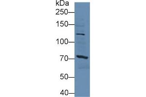 Western Blot; Sample: Mouse Liver lysate; Primary Ab: 3µg/ml Rabbit Anti-Human SSFA2 Antibody Second Ab: 0. (SSFA2 抗体  (AA 276-510))
