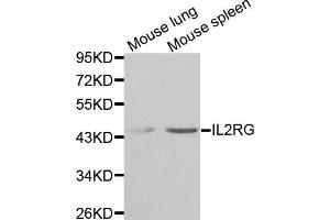 Western blot analysis of extracts of mouse lung and mouse spleen tissues, using IL2RG antibody. (IL2RG 抗体)