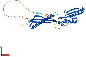 Protein Structure (PS) image for Interleukin-1 Receptor-Associated Kinase 1 Binding Protein 1 (IRAK1BP1) (AA 1-259) protein (His tag) (ABIN7561470)