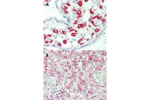 Immunohistochemical staining (Formalin-fixed paraffin-embedded sections) of human placenta (A) and human spleen (B) with FCGR2A monoclonal antibody, clone 13D7 . (FCGR2A 抗体)