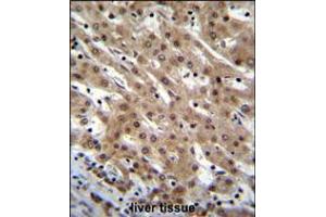 PNN Antibody immunohistochemistry analysis in formalin fixed and paraffin embedded human liver tissue followed by peroxidase conjugation of the secondary antibody and DAB staining. (PNN 抗体  (AA 209-239))