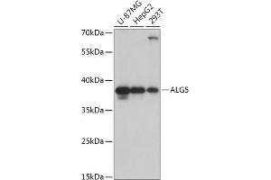 Western blot analysis of extracts of various cell lines, using  antibody (ABIN7265696) at 1:1000 dilution.