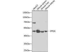 Western blot analysis of extracts of various cell lines, using PPOX Antibody (ABIN6129092, ABIN6146051, ABIN6146052 and ABIN6222026) at 1:1000 dilution. (PPOX 抗体  (AA 1-280))