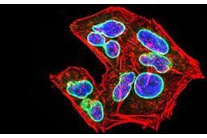 Immunocytochemistry (ICC) image for anti-Lamin B2 (LMNB2) (AA 401-600) antibody (ABIN5870700) (Lamin B2 抗体  (AA 401-600))