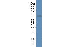 Western Blot; Sample: Rat Liver lysate; Primary Ab: 3µg/ml Mouse Anti-Human IL19 Antibody Second Ab: 0. (IL-19 抗体  (AA 25-177))