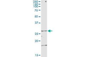 Immunoprecipitation of TSSK3 transfected lysate using anti-TSSK3 monoclonal antibody and Protein A Magnetic Bead , and immunoblotted with TSSK3 MaxPab rabbit polyclonal antibody. (TSSK3 抗体  (AA 1-268))