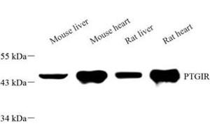 Western blot analysis of PGGIR (ABIN7075205) at dilution of 1: 2000 (Prostacyclin Receptor 抗体)
