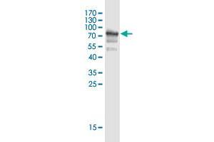 Western Blot detection against Immunogen (75. (SPZ1 抗体  (AA 1-430))
