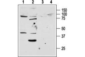 Western blot analysis of rat lung (lanes 1 and 3) and liver (lanes 2 and 4) lysates:1,2.