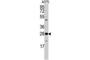 Western blot analysis of YWHAZ polyclonal antibody  in A-375 cell lysate (35 ug/lane). (14-3-3 zeta 抗体  (Thr232))