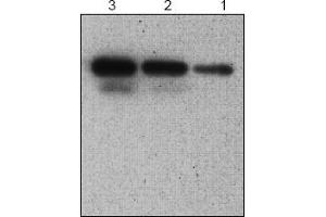 Western Blotting (WB) image for anti-serpin Peptidase Inhibitor, Clade B (Ovalbumin), Member 9 (SERPINB9) antibody (ABIN126942) (SERPINB9 抗体)