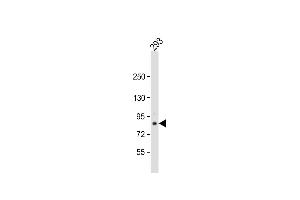 Anti-TARSL2 Antibody (Center) at 1:1000 dilution + 293 whole cell lysate Lysates/proteins at 20 μg per lane. (TARSL2 抗体  (AA 380-408))