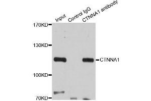 Immunoprecipitation (IP) image for anti-Catenin (Cadherin-Associated Protein), alpha 1, 102kDa (CTNNA1) (AA 637-906) antibody (ABIN6139202)