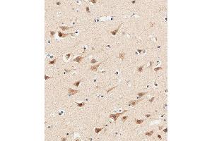 Immunohistochemical analysis of paraffin-embedded human brain tissue using (ABIN655975 and ABIN2845360) performed on the Leica® BOND RXm. (AP1M1 抗体  (AA 199-227))