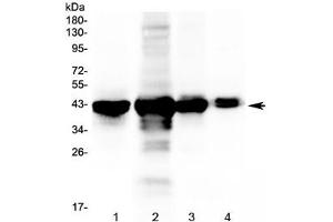 Western blot testing of 1) rat liver, 2) mouse liver, 3) mouse lung and 4) mouse testis tissue lysate with PON1 antibody at 0. (PON1 抗体)