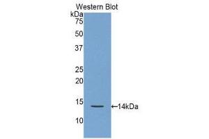Western Blotting (WB) image for anti-Regenerating Islet Derived Protein 3 gamma (REG3g) (AA 33-147) antibody (ABIN1860427) (REG3g 抗体  (AA 33-147))