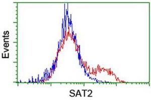 HEK293T cells transfected with either RC204044 overexpress plasmid (Red) or empty vector control plasmid (Blue) were immunostained by anti-SAT2 antibody (ABIN2455748), and then analyzed by flow cytometry. (SAT2 抗体)