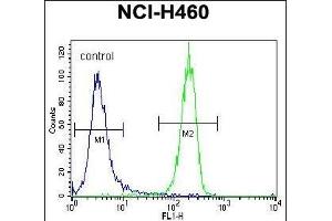 STK11 (LKB1) Antibody (N-term V34) (ABIN391352 and ABIN2841373) flow cytometric analysis of NCI- cells (right histogram) compared to a negative control cell (left histogram). (LKB1 抗体  (N-Term))