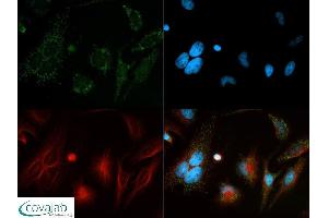 Image no. 5 for anti-Beclin 1, Autophagy Related (BECN1) antibody (ABIN363435) (Beclin 1 抗体)