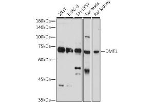 Western blot analysis of extracts of various cell lines, using DMT1 Rabbit pAb (ABIN6129471, ABIN6147839, ABIN6147840 and ABIN6214400) at 1:1000 dilution. (SLC11A2 抗体  (AA 1-100))