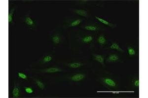 Immunofluorescence (IF) image for anti-Dual Specificity Phosphatase 22 (DUSP22) (AA 1-184) antibody (ABIN528021)
