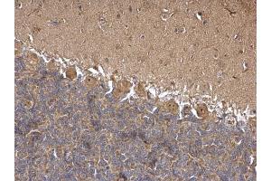 IHC-P Image HSC70 antibody detects HSC70 protein at nucleolus on rat hind brain by immunohistochemical analysis. (Hsc70 抗体  (C-Term))