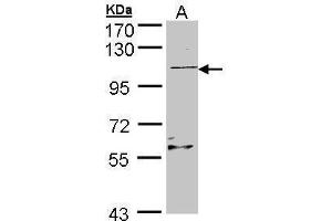 WB Image Sample (30 ug of whole cell lysate) A: Raji , 7. (RGL2 抗体)