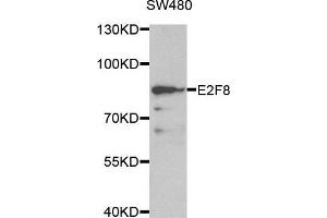 Western blot analysis of extracts of SW480 cell line, using E2F8 antibody. (E2F8 抗体  (AA 1-240))