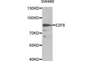 Western blot analysis of extracts of SW480 cell line, using E2F8 antibody. (E2F8 抗体  (AA 1-240))