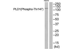 Western blot analysis of extracts from HepG2 cells using PLD1 (Phospho-Thr147) Antibody. (PLD1 抗体  (pThr147))