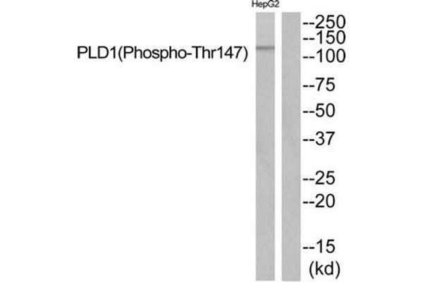 PLD1 Antikörper  (pThr147)