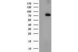 Image no. 1 for anti-Peptidylprolyl Isomerase Domain and WD Repeat Containing 1 (PPWD1) antibody (ABIN1500396) (PPWD1 抗体)