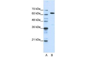 WB Suggested Anti-NXF1  Antibody Titration: 1. (NXF1 抗体  (N-Term))