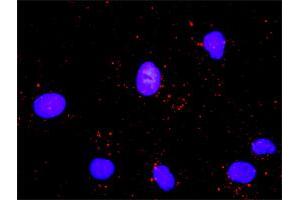 Proximity Ligation Analysis of protein-protein interactions between CDC6 and PCNA. (CDC6 抗体  (AA 1-560))