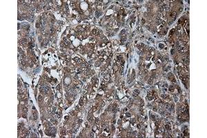 Immunohistochemical staining of paraffin-embedded pancreas tissue using anti-NME4 mouse monoclonal antibody. (NME4 抗体)