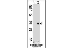 Western blot analysis of STK16 using rabbit polyclonal STK16 Antibody (M272) using 293 cell lysates (2 ug/lane) either nontransfected (Lane 1) or transiently transfected (Lane 2) with the STK16 gene. (STK16 抗体  (C-Term))