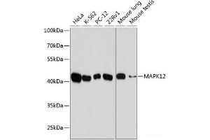 Western blot analysis of extracts of various cell lines using MAPK12 Polyclonal Antibody at dilution of 1:10000. (MAPK12 抗体)