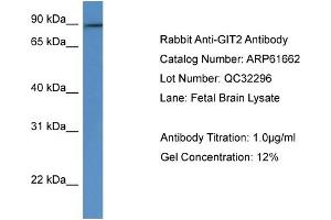 Western Blotting (WB) image for anti-G Protein-Coupled Receptor Kinase Interactor 2 (GIT2) (C-Term) antibody (ABIN2788863) (GIT2 抗体  (C-Term))