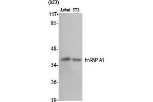 Western Blot (WB) analysis of specific cells using hnRNP A1 Polyclonal Antibody. (HNRNPA1 抗体  (Internal Region))