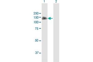 Western Blotting (WB) image for anti-NLR Family, Pyrin Domain Containing 2 (NLRP2) (AA 1-1062) antibody (ABIN950096)