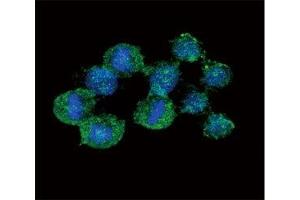 Confocal immunofluorescent analysis of IL-8 antibody with HeLa cells followed by Alexa Fluor 488-conjugated goat anti-rabbit lgG (green). (IL-8 抗体  (AA 72-99))