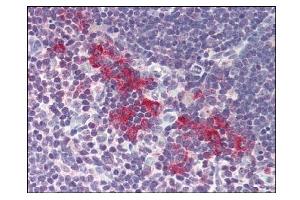 Image no. 1 for anti-Deoxyribonuclease II, Lysosomal (DNASE2) (AA 347-360) antibody (ABIN303255) (DNASE2 抗体  (AA 347-360))