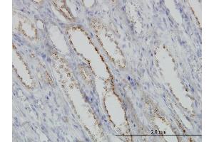 Immunoperoxidase of monoclonal antibody to CAPNS1 on formalin-fixed paraffin-embedded human kidney.